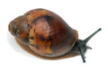 Archachatina sp. Calabar, Nigeria, juvenil